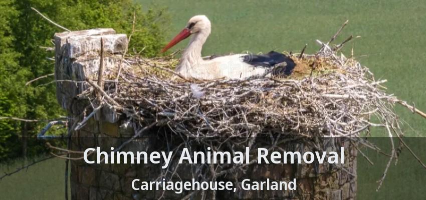 Chimney Animal Removal Carriagehouse, Garland - TX