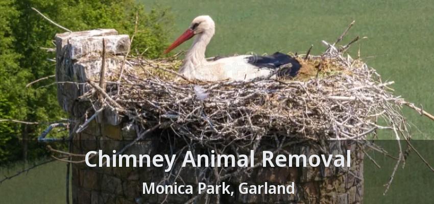 Chimney Animal Removal Monica Park, Garland - TX