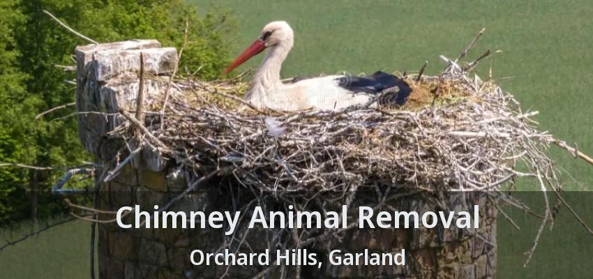 Chimney Animal Removal Orchard Hills, Garland - TX