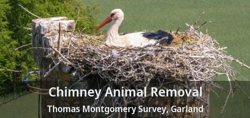 Chimney Animal Removal Thomas Montgomery Survey, Garland - TX