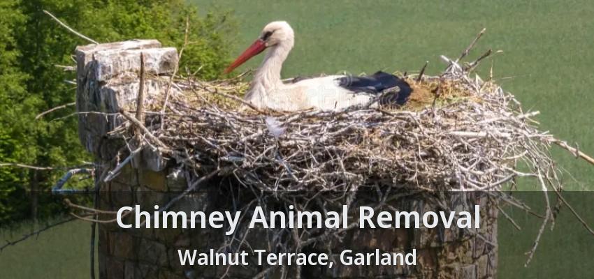 Chimney Animal Removal Walnut Terrace, Garland - TX