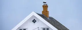 Chimney Nest Removal Bella Vista, Garland